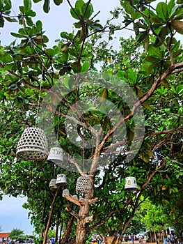 The hanging lamps in a tree used as beautiful outdoor decoration