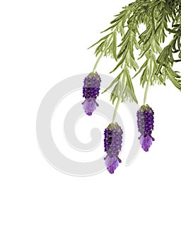 Hanging lavender isolated on white background