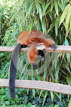 Hanging Lemur. Zoo Artis in Amsterdam. Animals Knowledge of nature. Through the eyes of nature