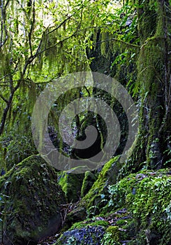 Hanging lichen and moss