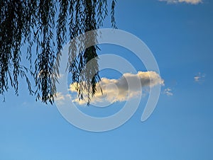 Hanging limbs from a weeping willow with a cloud