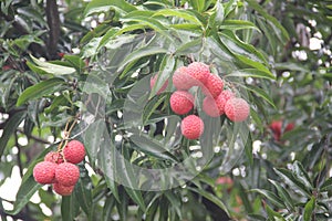 Hanging litchi on the tree