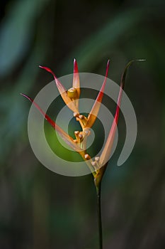 Hanging lobster claw, a Brazilian heliconia