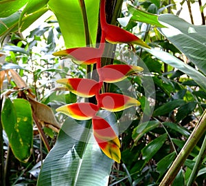 Hanging Lobster Claw or Heliconia rostrata