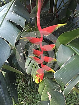Hanging Lobster Claw Heliconia rostrata also known as false birds-of-paradise