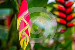 Hanging Lobster Claw, Heliconia rostrata, Flower