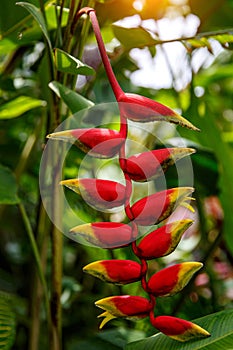 Hanging Lobster Claw, Heliconia rostrata, Flower in forest