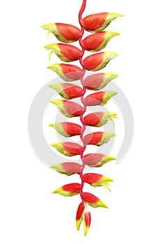 Hanging Lobster Claw, Heliconia rostrata, Flower Isolated on White Background