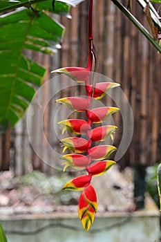 Hanging lobster claw, or Heliconia rostrata, flowers. Kuang Si falls. Luang Prabang. Laos