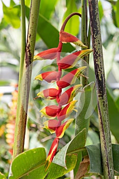 Hanging lobster claw, Heliconia rostrata, hanging flowers