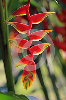 Hanging lobster claw, heliconia rostrata, Mexico