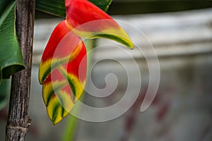 Hanging Lobster Claw Tropical Jungle Plant Close Up