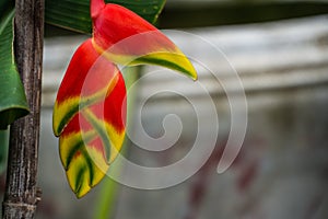 Hanging Lobster Claw Tropical Jungle Plant Close Up