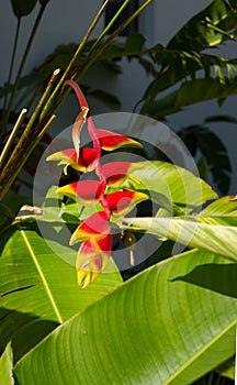 Hanging Lobster-claws plant flower (Heliconia rostrata)