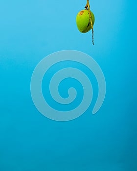 A hanging mango fruit with blue wall background