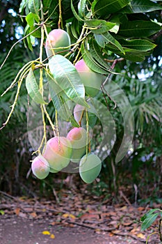 Hanging Mango Fruit