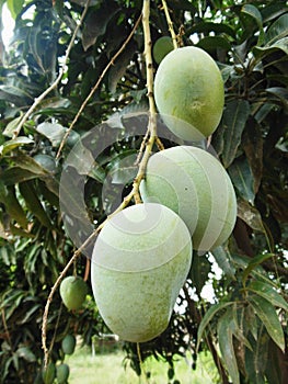 Hanging Mangoes Close up