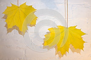 Hanging Maple Tree Branches with Changing Fall Leaves Isolated on White Background