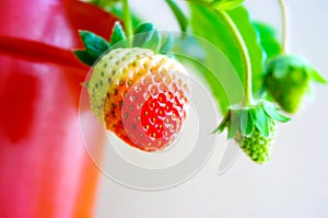 Hanging of matured and immaturate strawberry