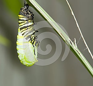 Hanging monarch caterpillar