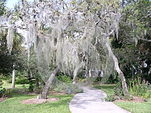 Hanging Moss