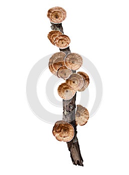 Hanging mushroom on dry tree branch isolated on white background