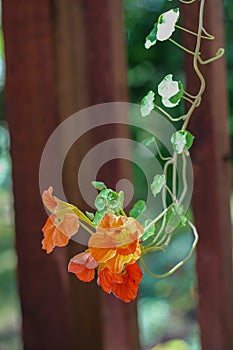 Hanging Nasturtiums