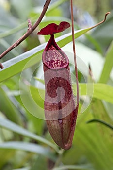 Hanging Nepenthes bokorensis Mey close up