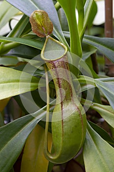 Hanging Nepenthes graciliflora close up
