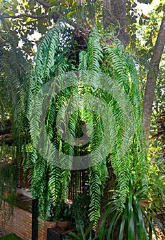 Hanging Nephrolepis cordifolia fern in Thailand photo