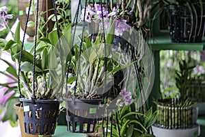 Hanging Nursery Pot Plant on Verandah