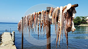 Hanging octopus drying under the sun