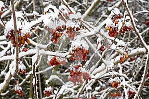 Red berries of Geldern rose with snow