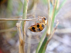 Hanging orange lady bug