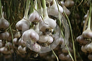 Hanging Organic Garlic Harvest. Countryside Farming, Farm, Agriculture, Wooden Pallets. Fresh. Beautiful Nature.