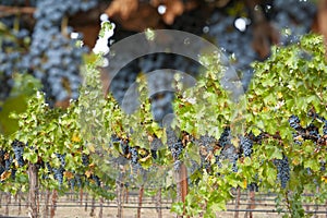 Hanging organic wine grapes, California.