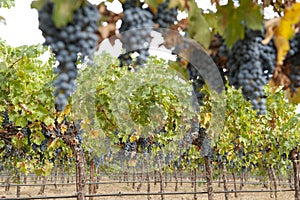 Hanging organic wine grapes, California.