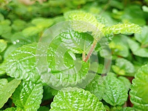 hanging ornamental plant pilea nummulariifolia to beautify the garden