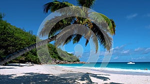 Hanging palm tree at Anse Lazio beach Praslin island Seychelles