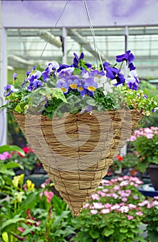 Hanging pansy flower basket