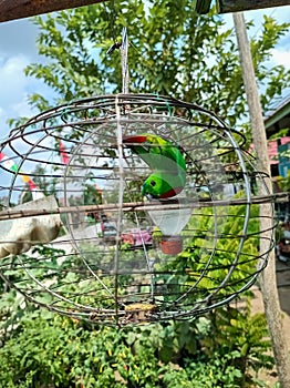 Hanging parrots are birds in the genus Loriculus, a group of small parrots from tropical southern Asia. Bird in a cage.
