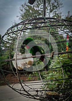 Hanging parrots are birds in the genus Loriculus, a group of small parrots from tropical southern Asia. Bird in a cage.