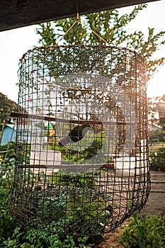 Hanging parrots are birds in the genus Loriculus, a group of small parrots from tropical southern Asia. Bird in a cage.