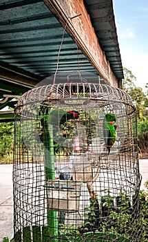 Hanging parrots are birds in the genus Loriculus, a group of small parrots from tropical southern Asia. Bird in a cage.