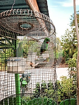 Hanging parrots are birds in the genus Loriculus, a group of small parrots from tropical southern Asia. Bird in a cage.