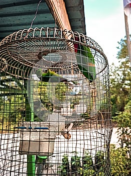Hanging parrots are birds in the genus Loriculus, a group of small parrots from tropical southern Asia. Bird in a cage.
