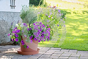 Hanging petunias or surfinias flowers in the pot . Summer garden inspiration for container plants