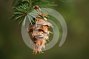Hanging pine cone