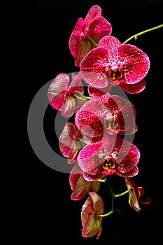 Hanging pink dotted phalaenopsis orchids with black background