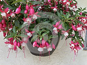 Hanging pink and white fuchsia plant against yellow wall